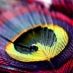 colourful feathers android application logo